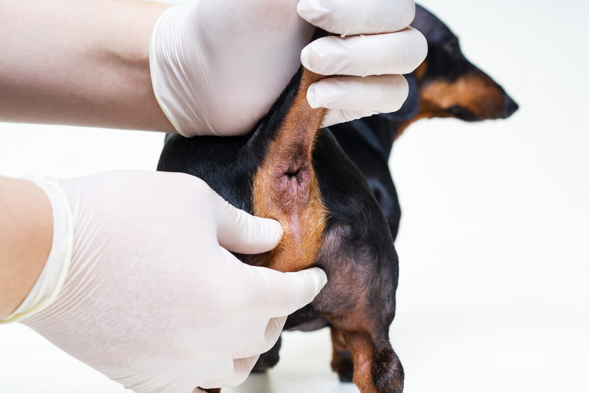 The perianal glands of a dog.