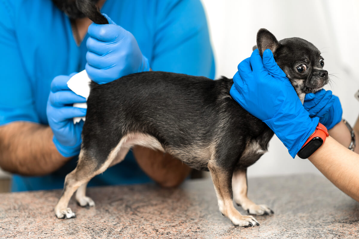 Limpiar las glándulas anales de los perros es necesario, pero desagradable.
