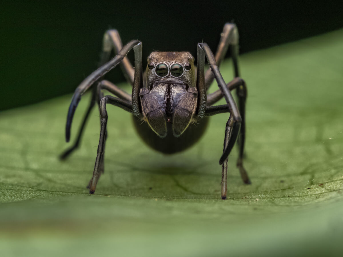 Una araña negra que se parece a una hormiga.