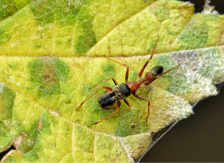 Arañas que parecen hormigas: género Myrmarachne