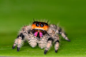 Araña saltadora (Phidippus regius): cuidados en cautiverio
