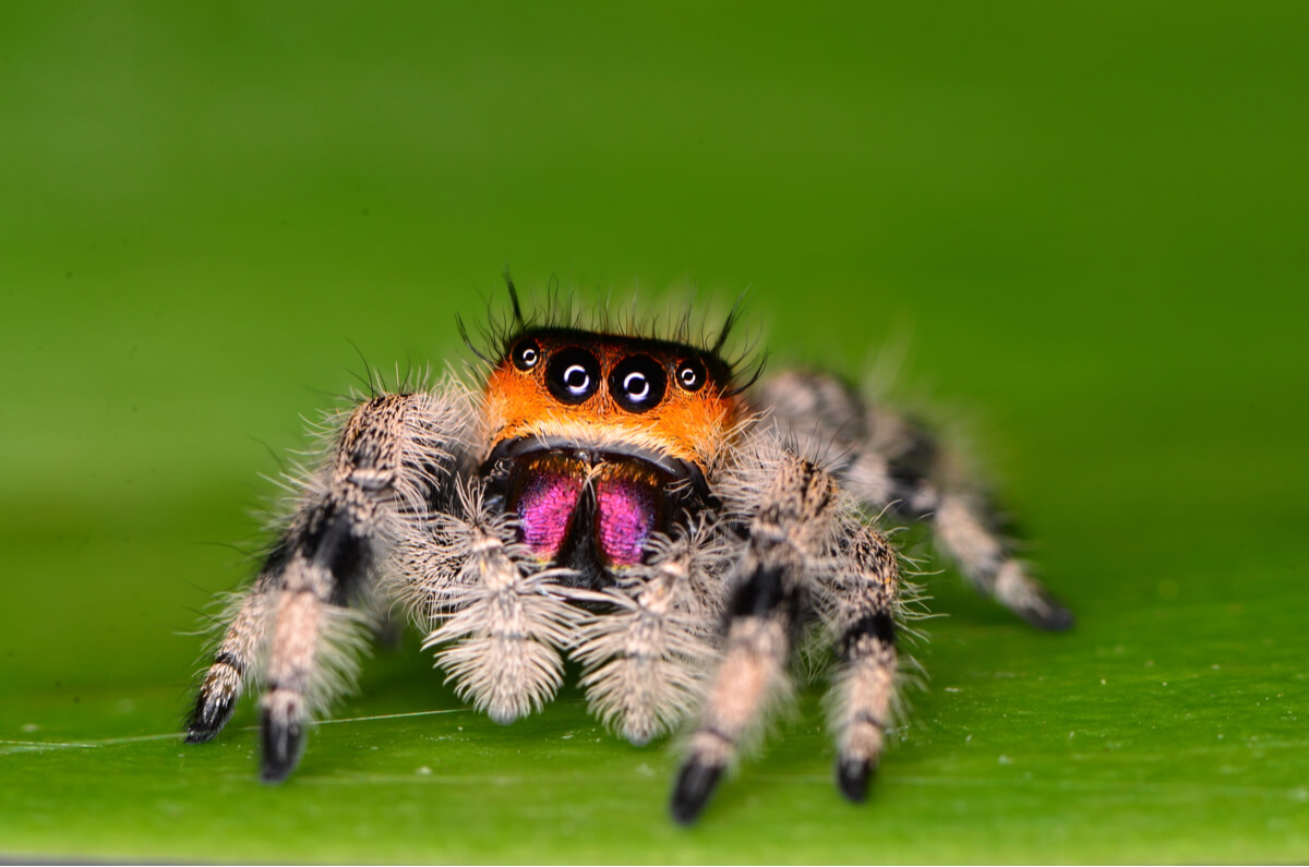 Un ejemplar de Phidippus regius sobre una hoja.