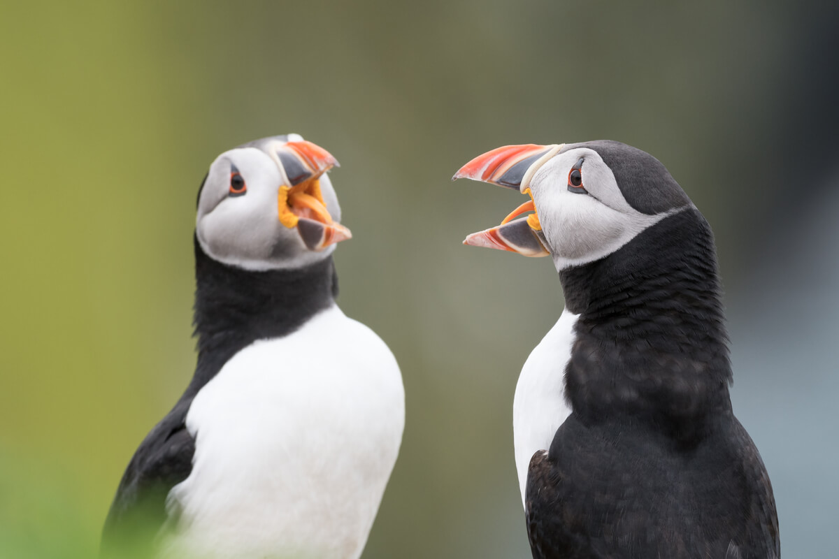 Unas aves se comunican mediante un graznido.