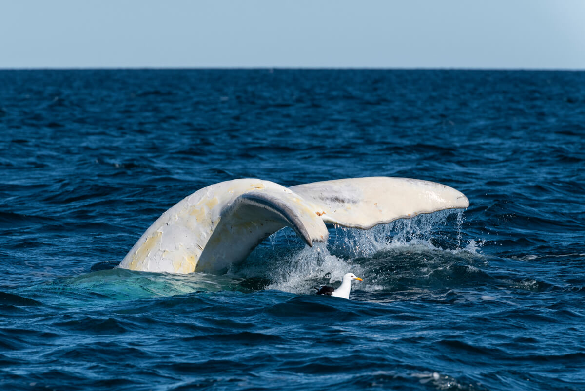 La ballena albina es uno de los animales albinos.