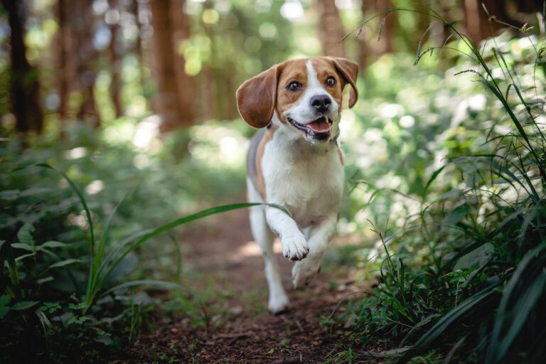 ¿Cuáles son las enfermedades más comunes en los beagles?
