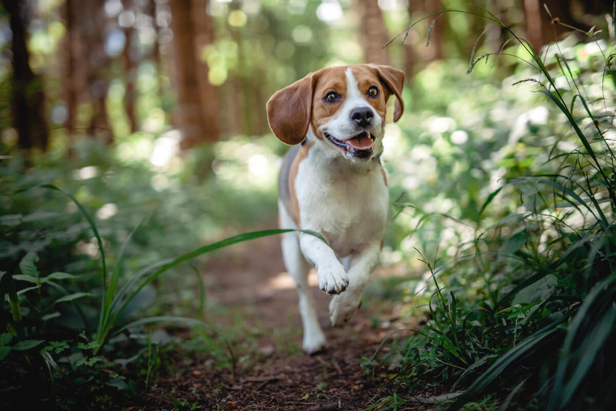 Las enfermedades son comunes en los beagles.