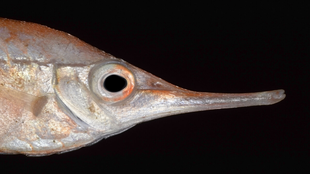 La boca de un pez trompetero.
