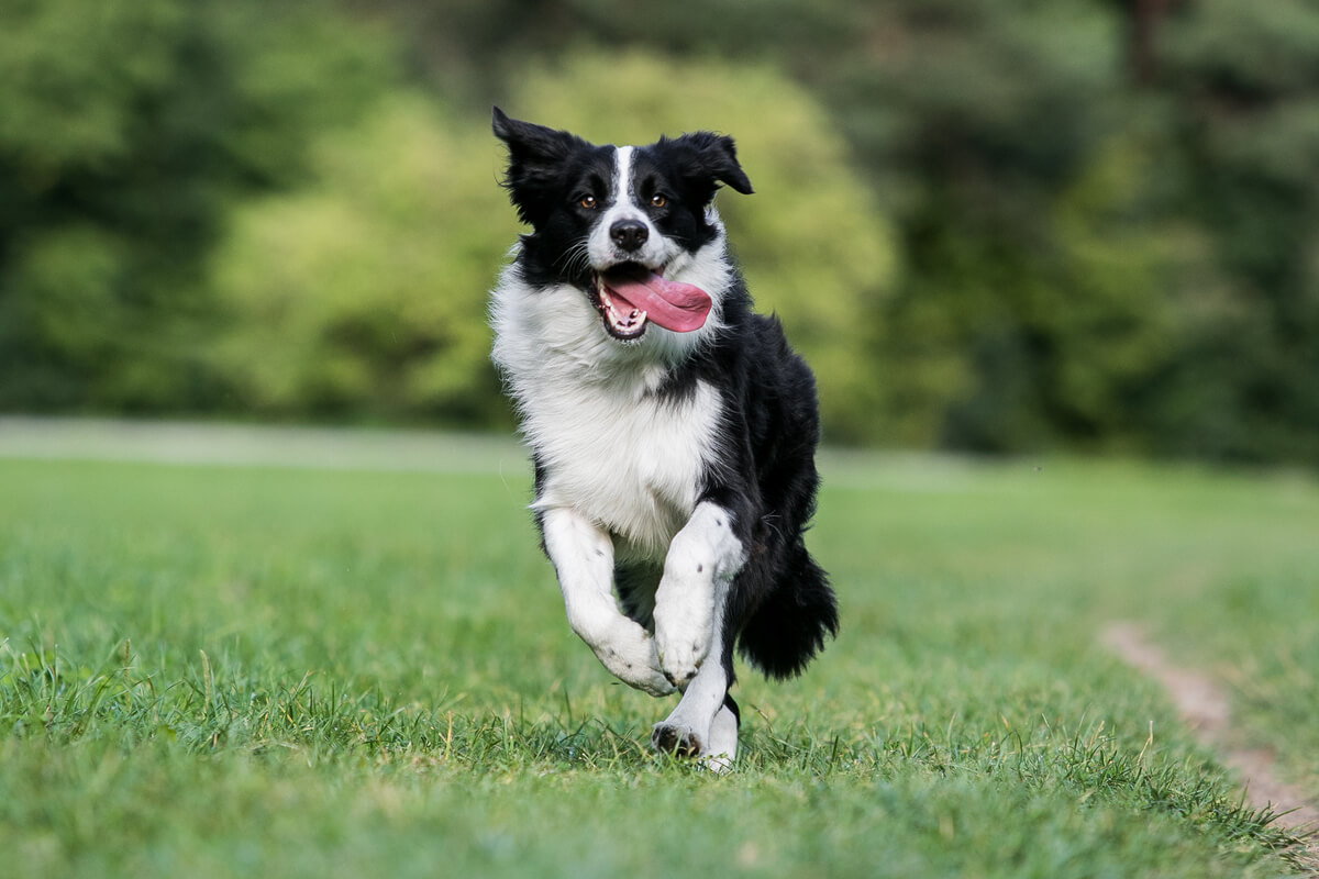 A black and white border collie.