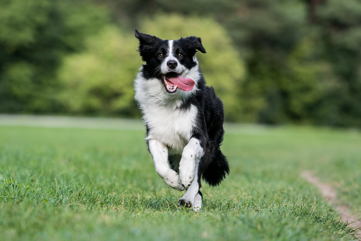 Un perro corriendo.