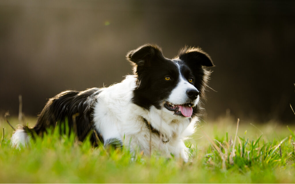 Un Border collie tumbado en la hierba.