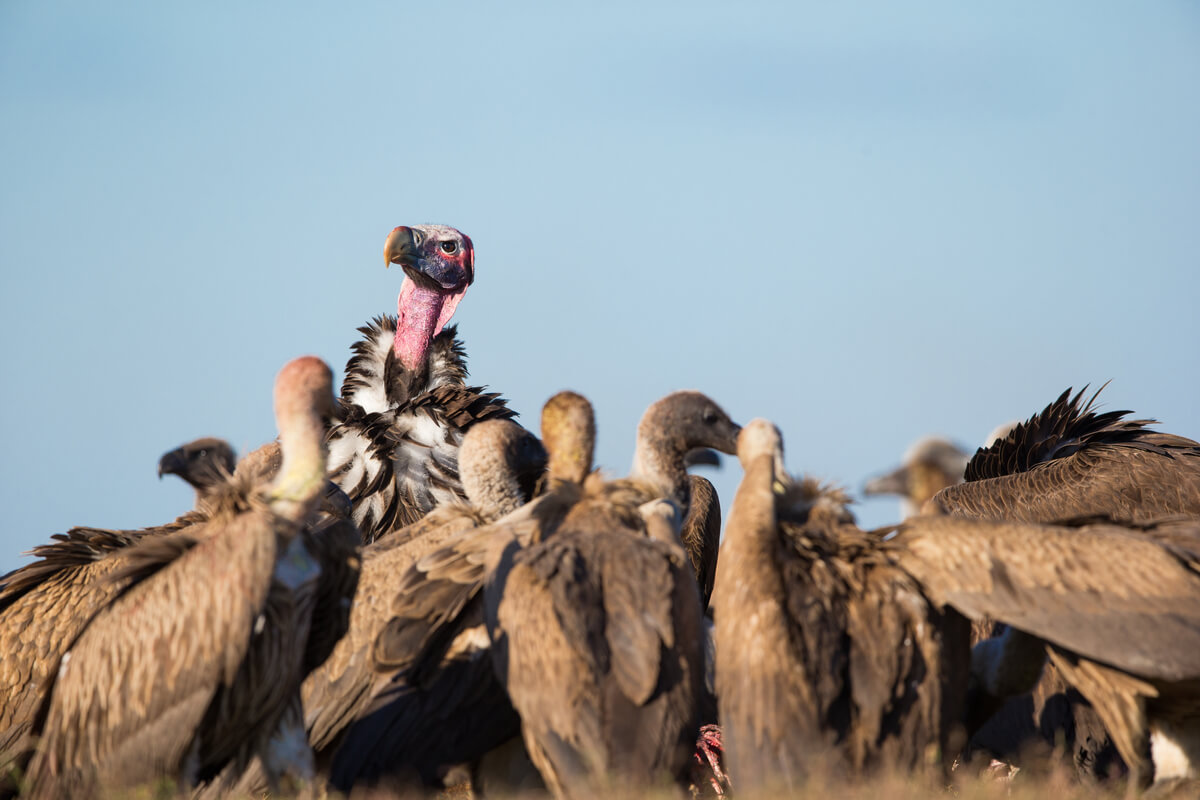 A long-eared vulture stands out in a group of scavengers.