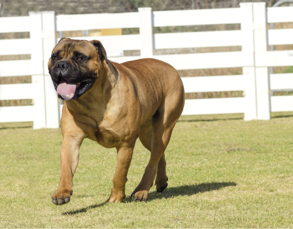Caracteristicas y cuidados del Bullmastiff