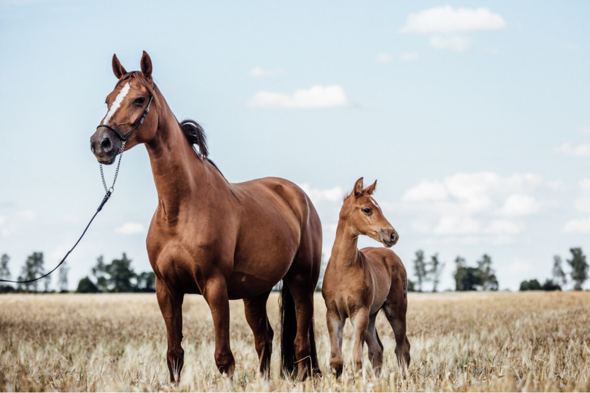 Diagnóstico y manejo de tumores en caballos