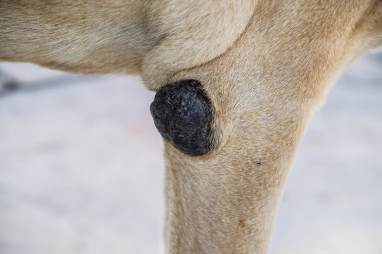 ¿Cómo tratar y humectar los callos en perros?