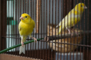 Resfriado en canarios: una afección muy común