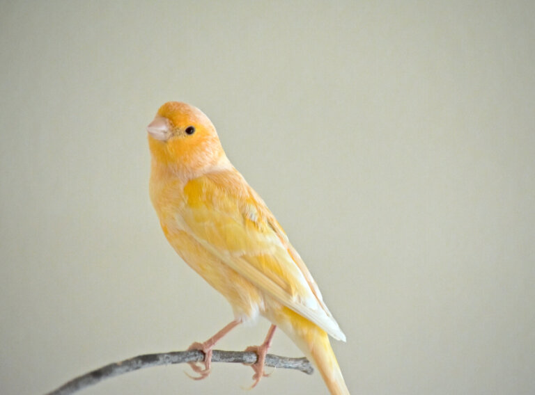 A mi canario se le caen las plumas: ¿por qué?