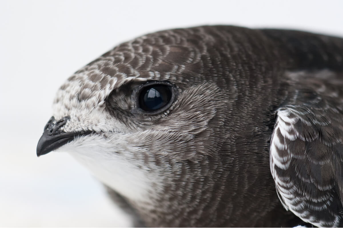 Bébé martinet noir.