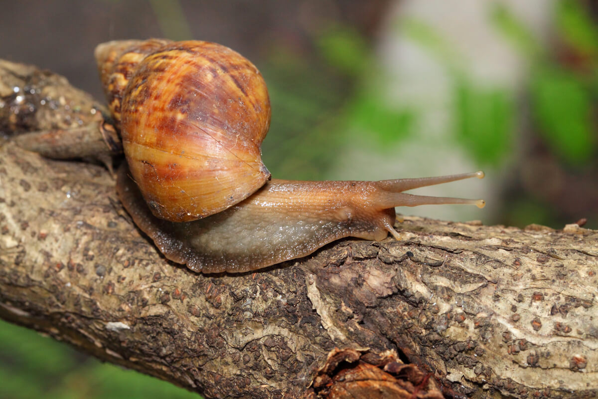 A snail.