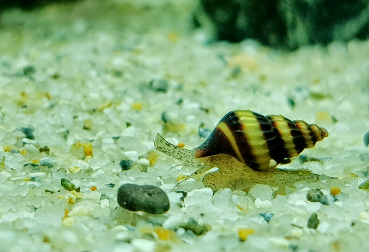 Un caracol asesino.