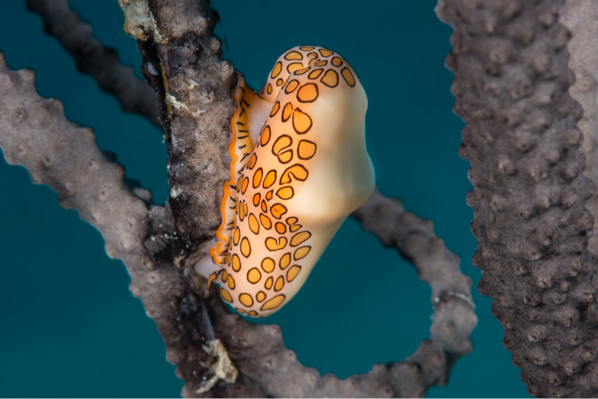 Un ejemplar de caracol flamenco.