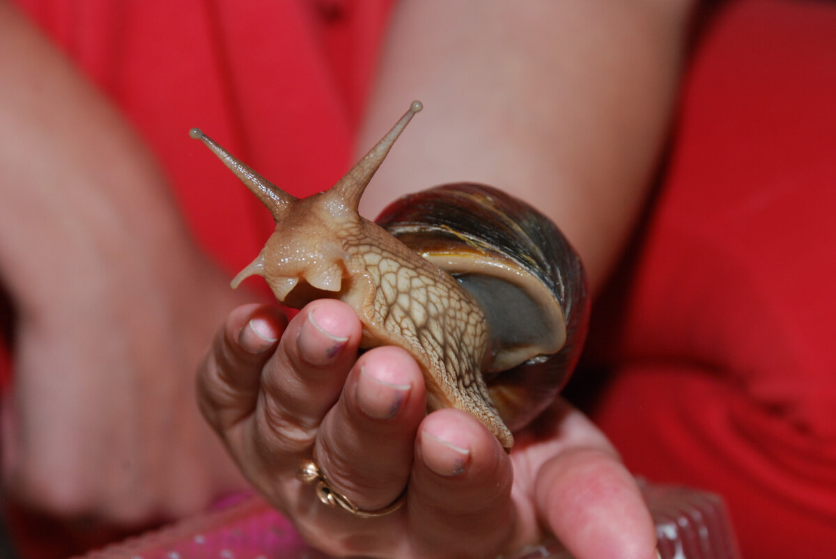 Un caracol gigante de frente.