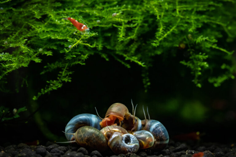 5 tipos de caracoles para el acuario
