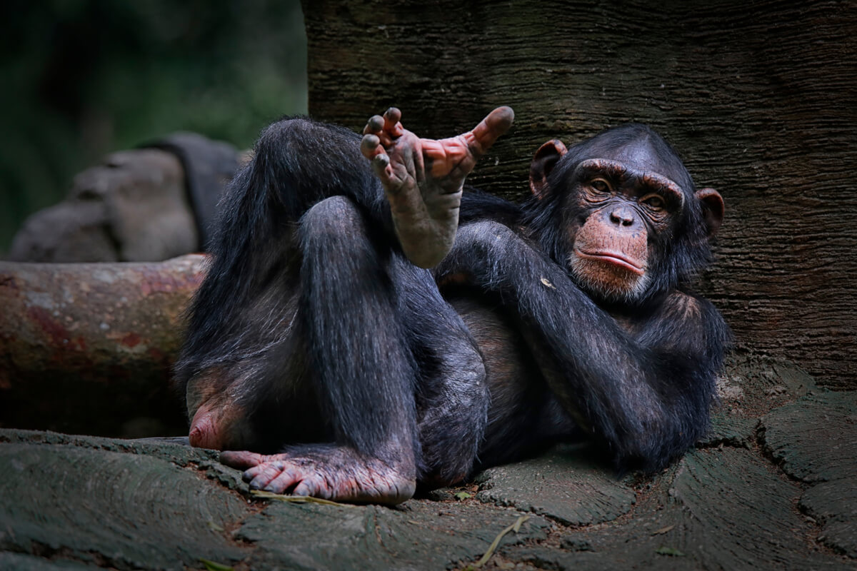 Los chimpancés son los animales más egoístas del reino animal.