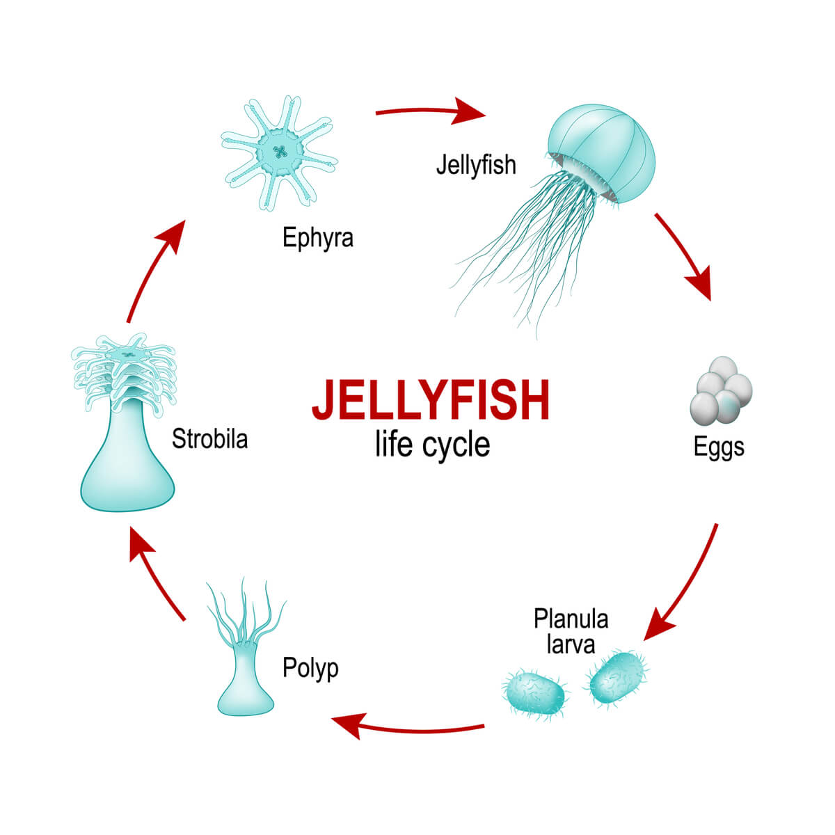 The typical life cycle of jellyfish.