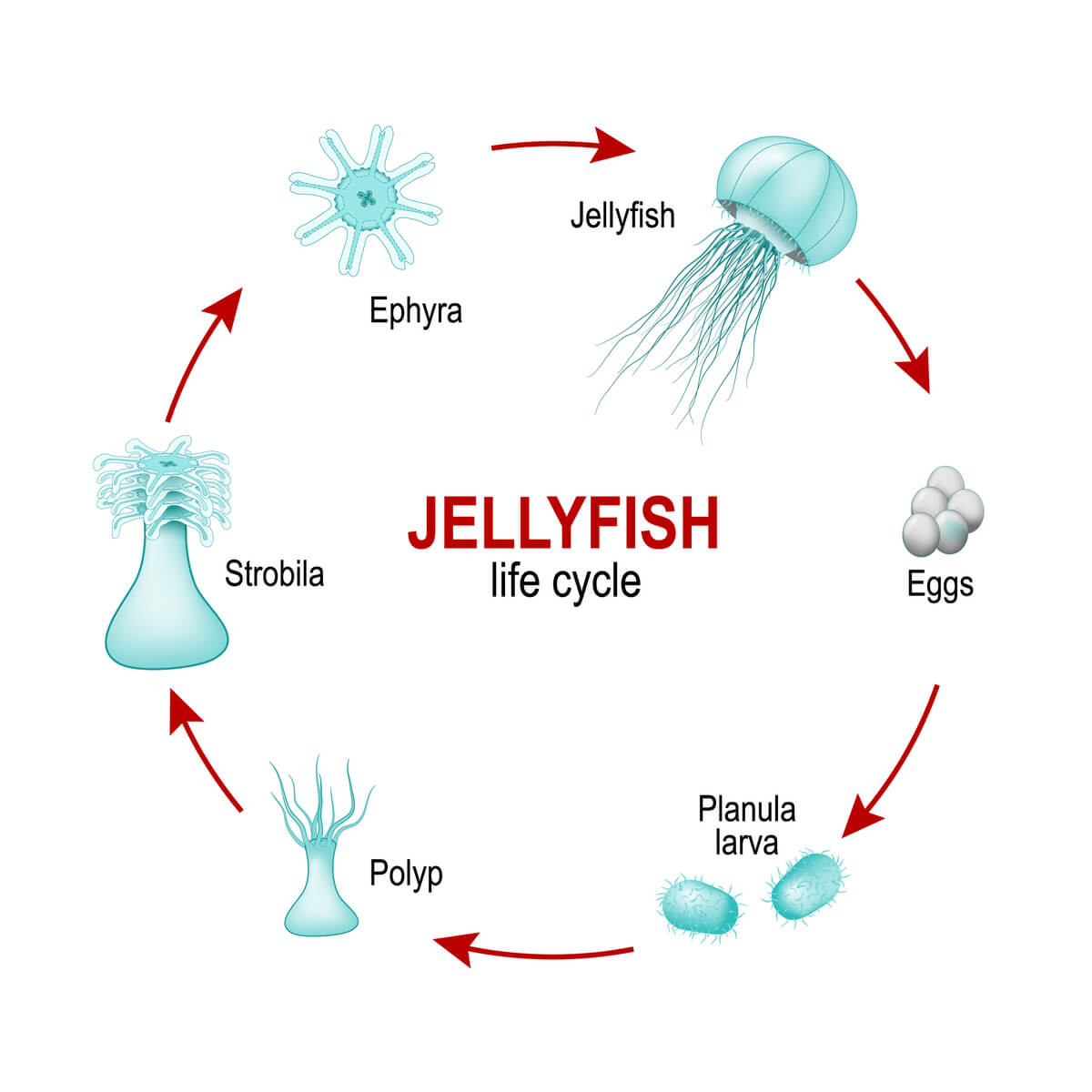 Lebenszyklus von Quallen: Qualle > Eier > Planula-Larve > Polyp > Strobilation > Ephyra
