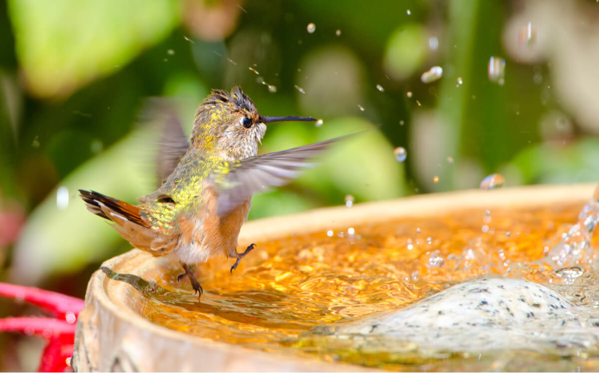 Un colibrì si bagna in una fontana.