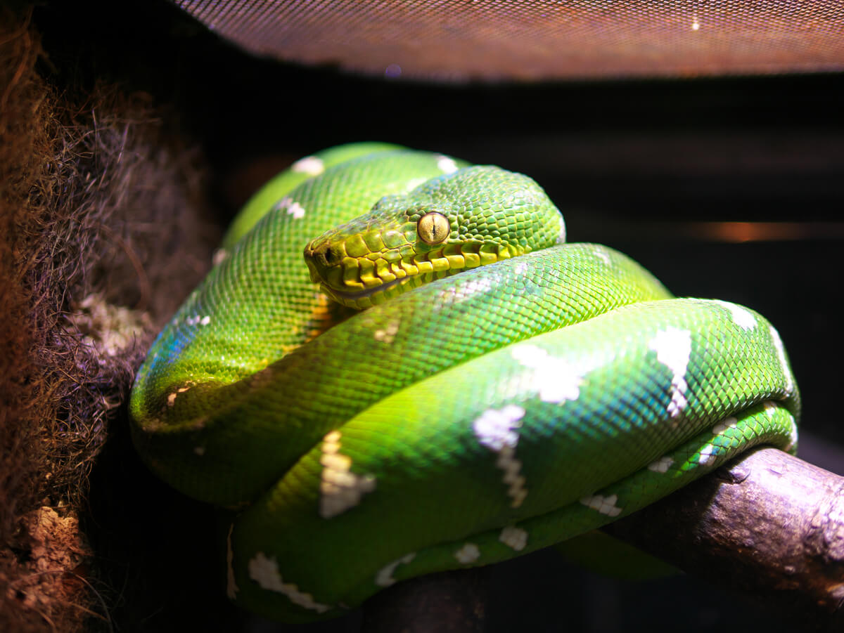 Una boa esmeralda en un terrario.