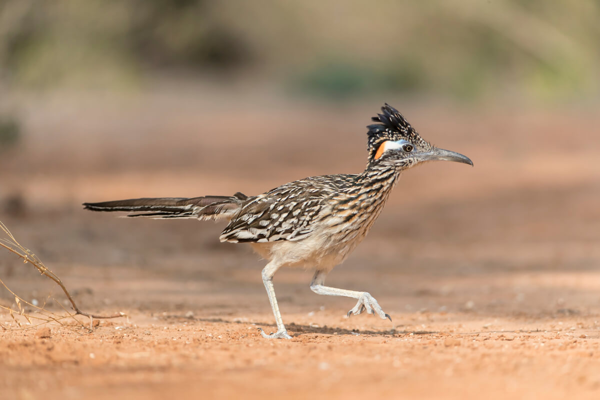 El correcaminos es familiar del cuclillo.