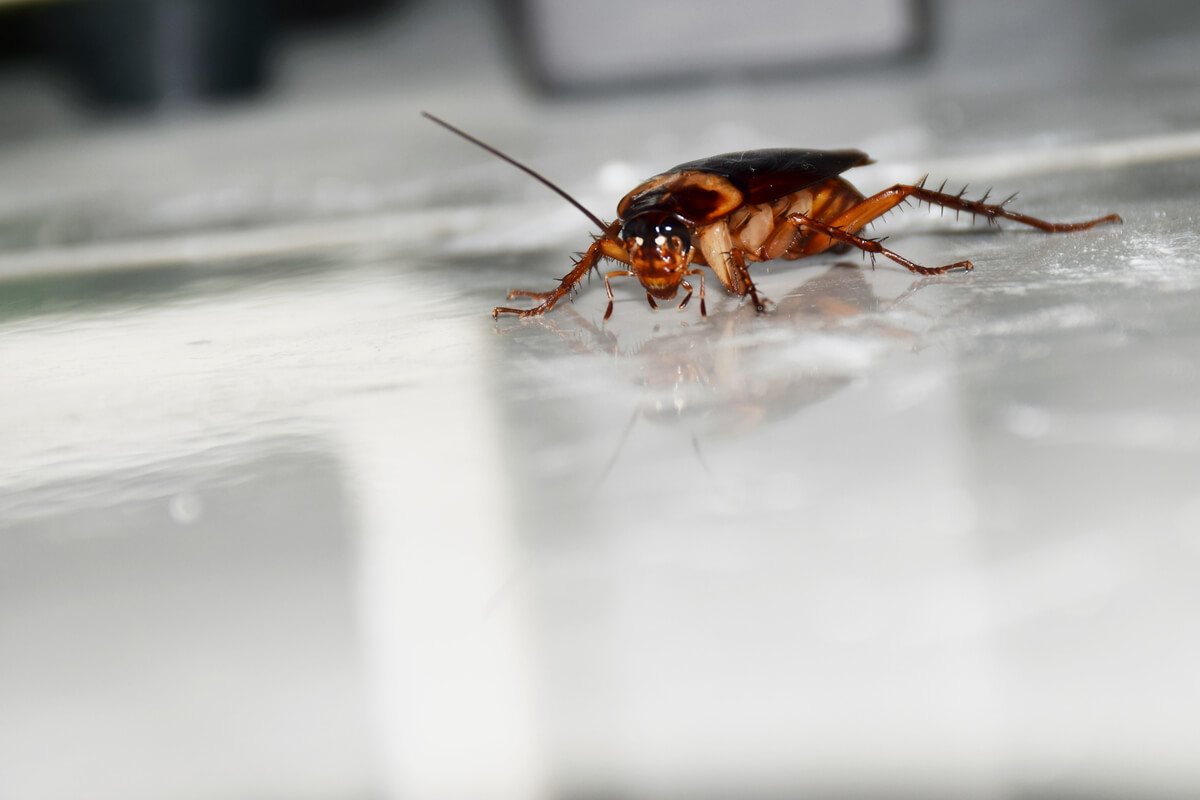 Una cucaracha sobre un cristal.