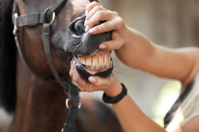 La importancia de la salud dental en los caballos