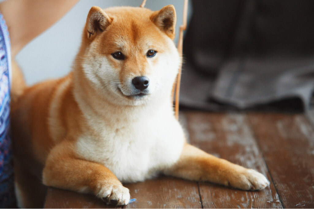 Un shiba inu.