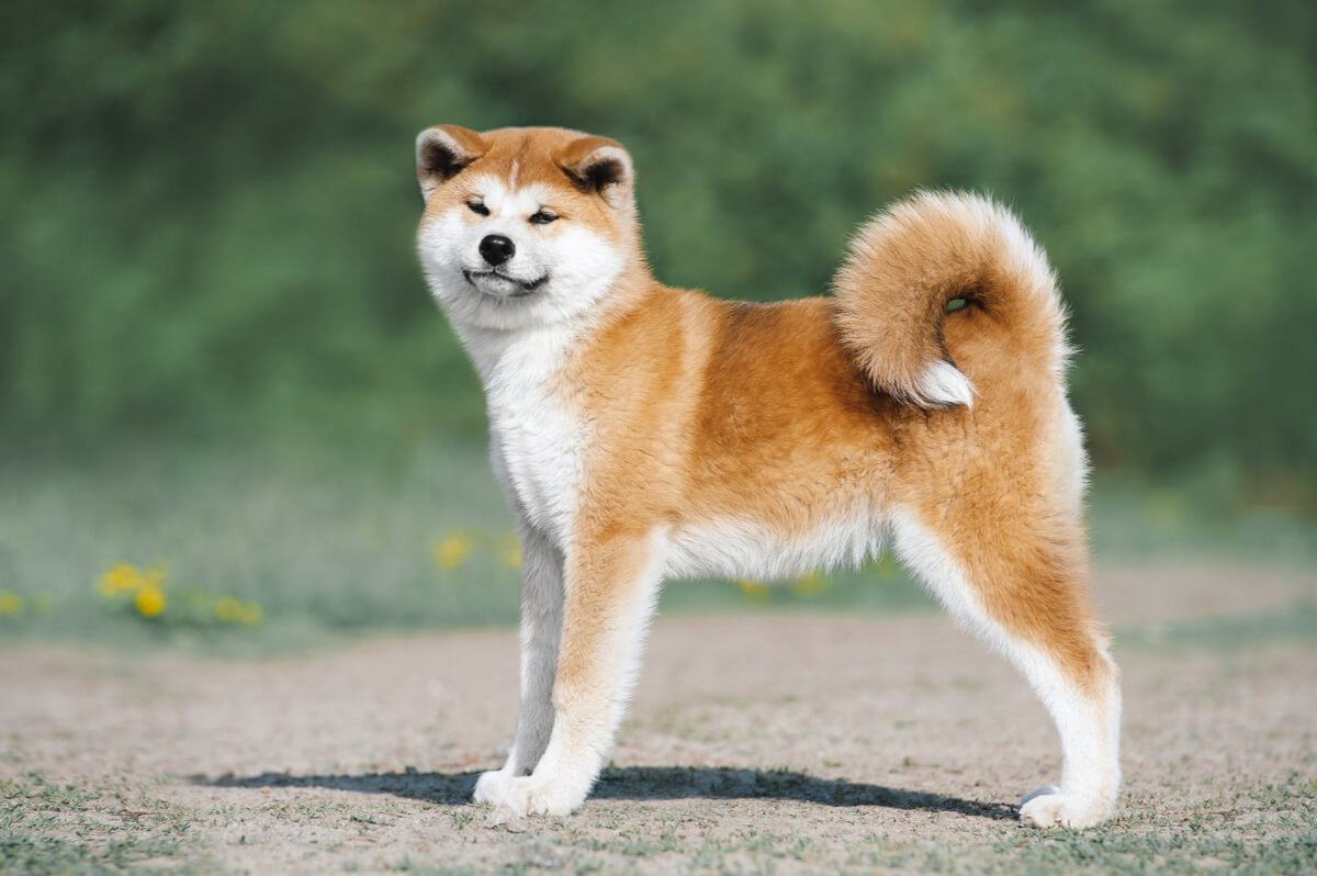 Un Akita Inu contento.