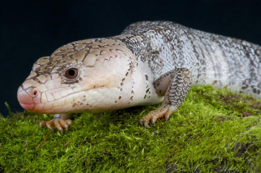 Un ejemplar de Cyclodomorphus gerrardii