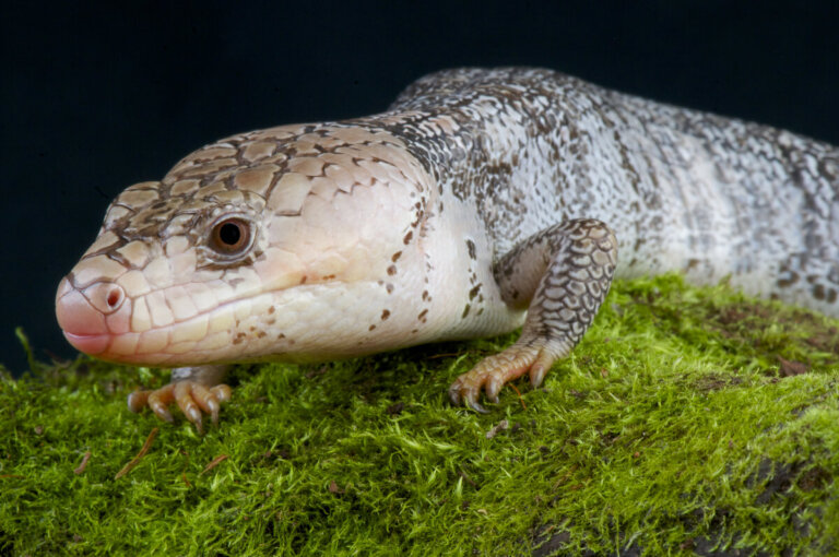 Cyclodomorphus gerrardii: cuidados en cautiverio
