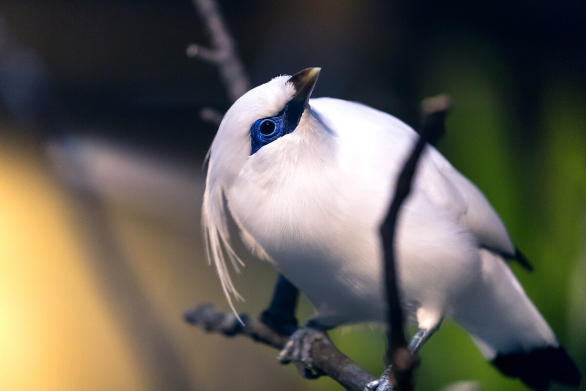 Un estornino de Bali con mirada curiosa.