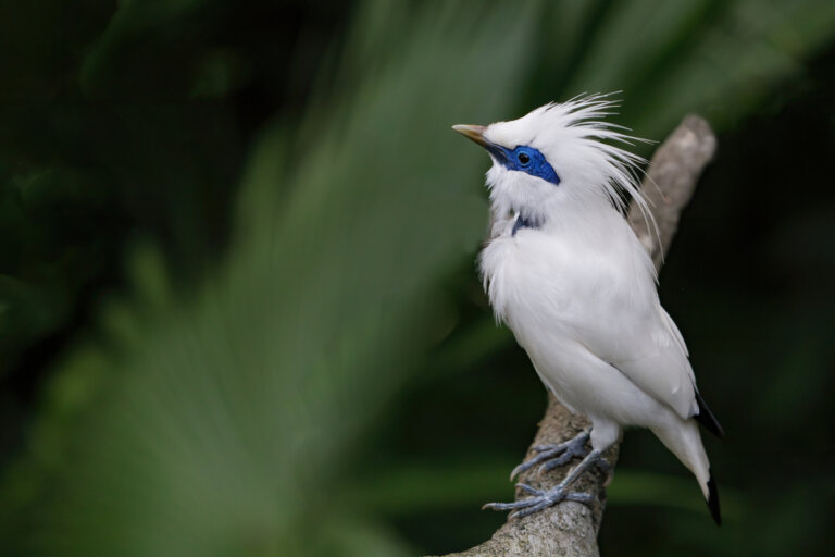 El estornino de Bali: un hermoso pájaro en peligro crítico