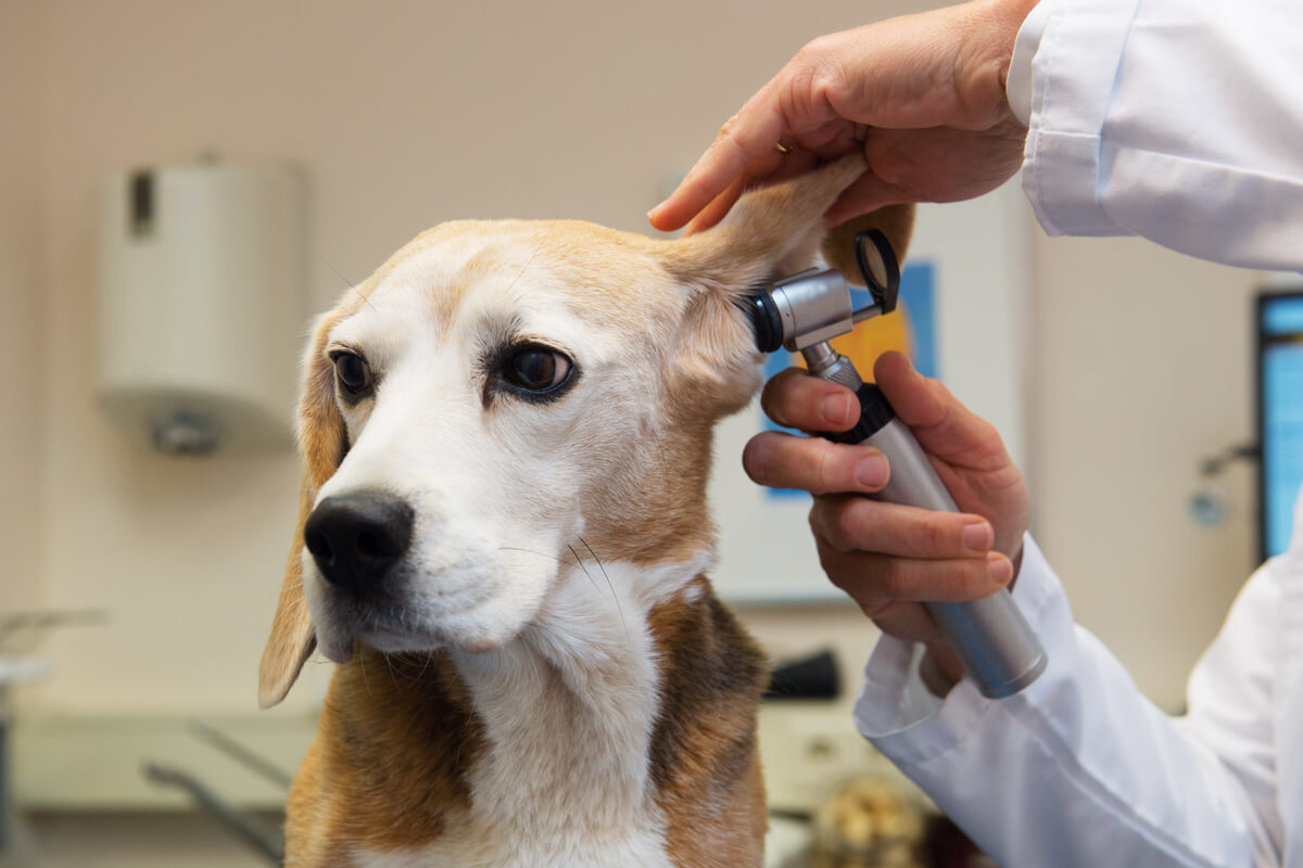 Un examen de oído en un beagle.