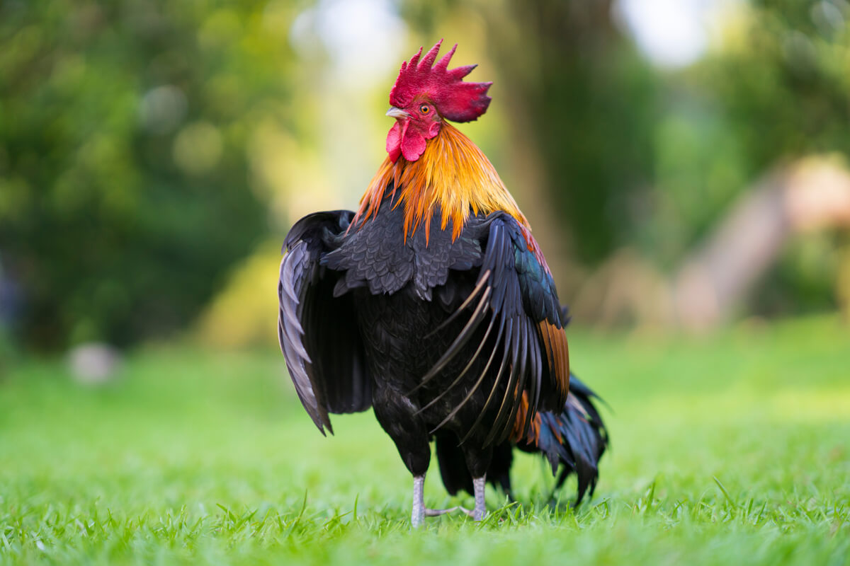 La bursitis en aves afecta sobre todo a los gallos.