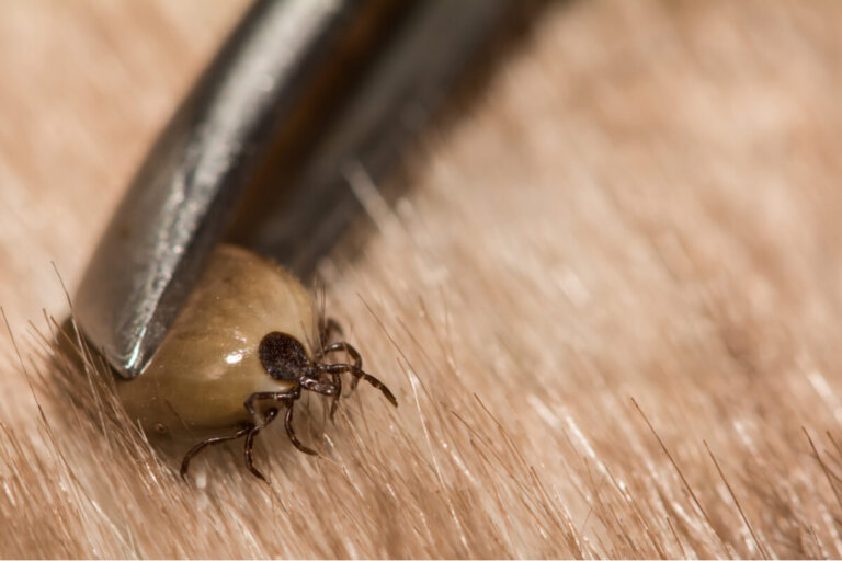 11 curiosidades sobre las garrapatas
