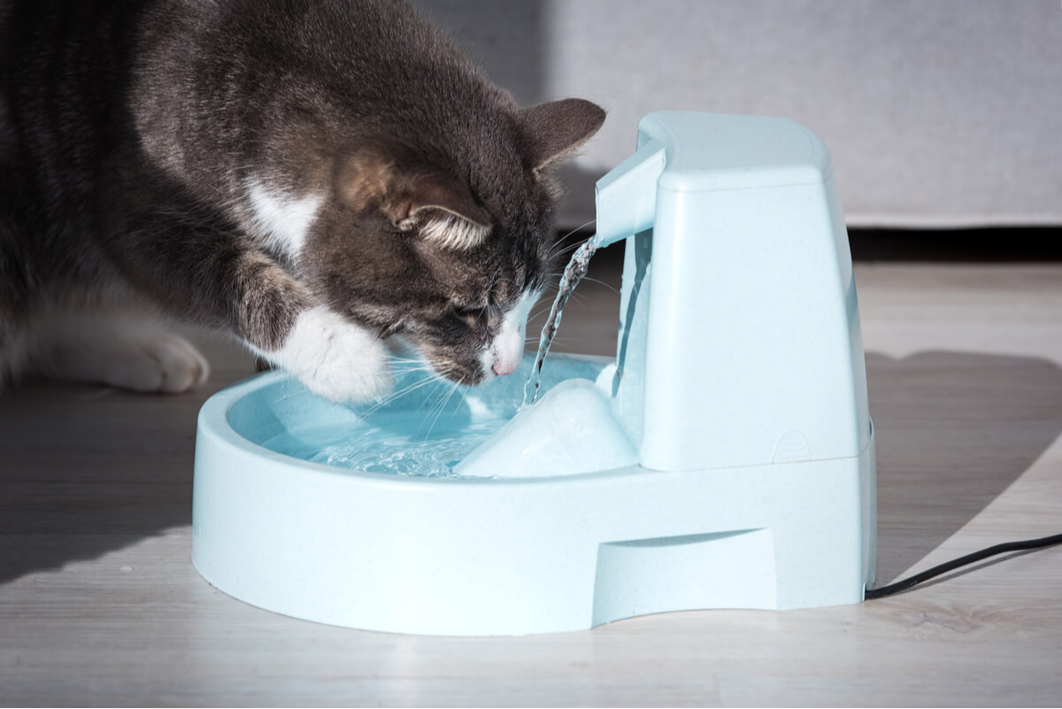 Un chat qui boit de l'eau avec sa patte.