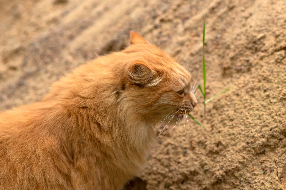 ¿Qué hace que los gatos coman tierra?