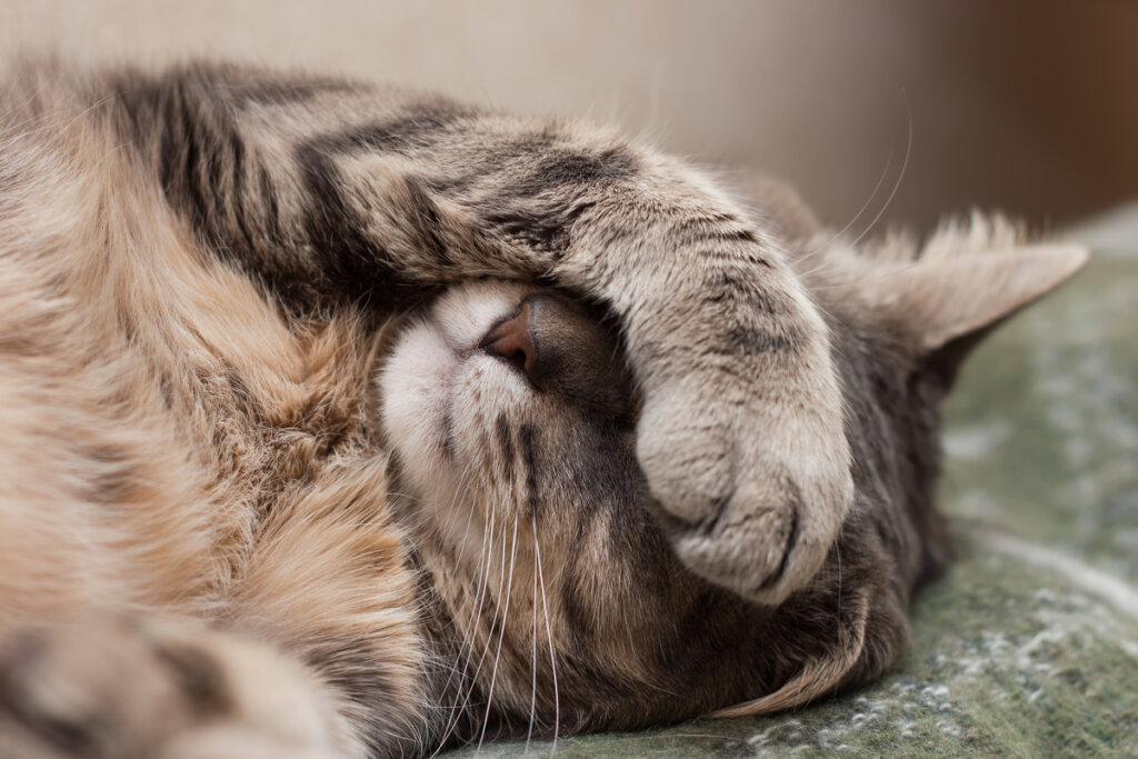 Disautonomía felina o síndrome de Key-Gaskell: síntomas y tratamientos