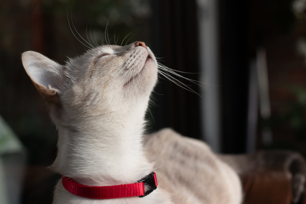 Un gato huele su entorno.