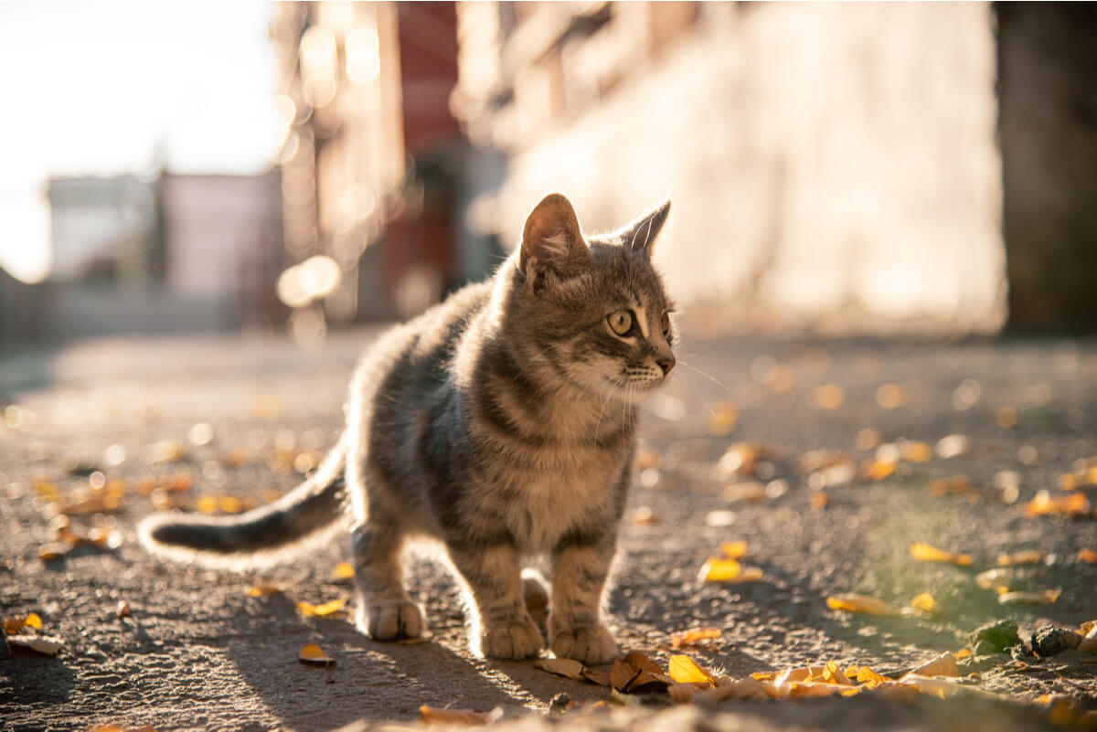 Un gato callejero pequeño.