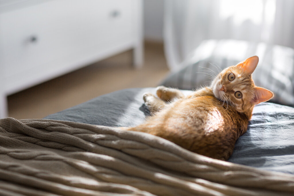 ¿Cuáles son los beneficios del sol para los gatos?