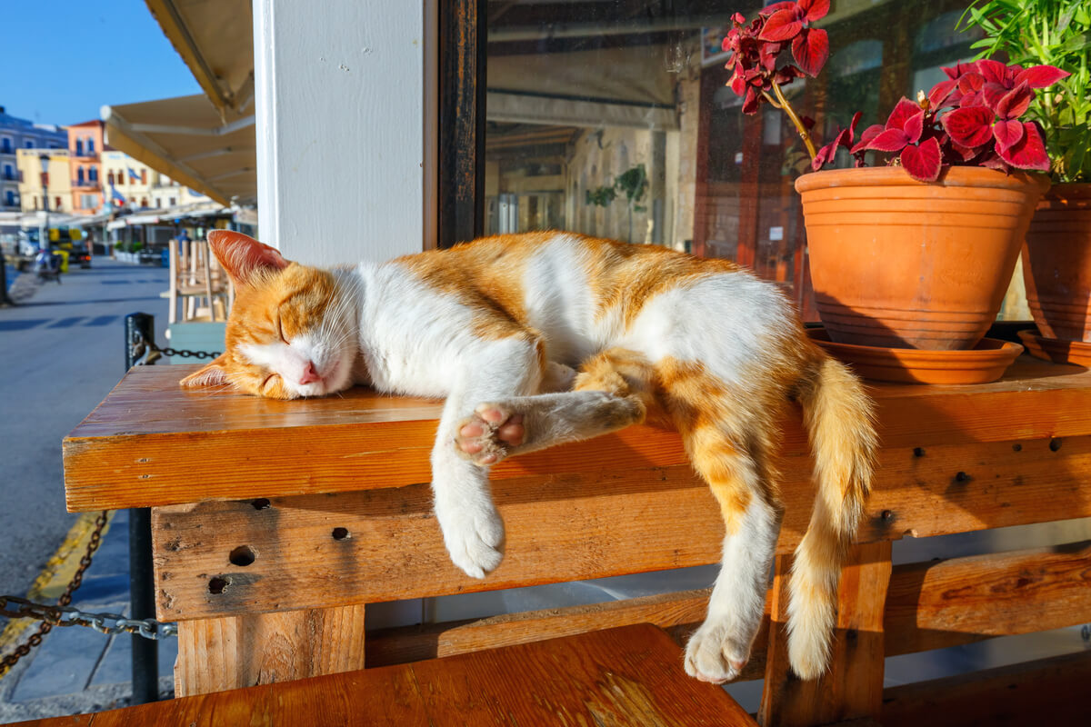 Un gato tomando el sol.